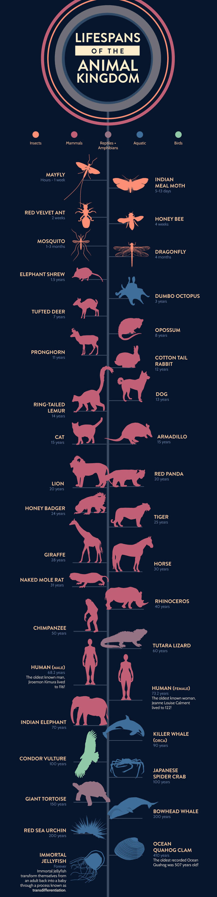 Lifespan Of Animals