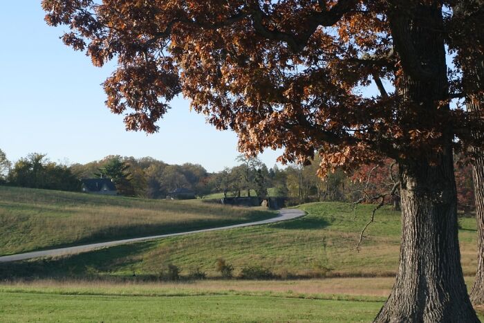 Picture of Brandywine Valley road with big tree near