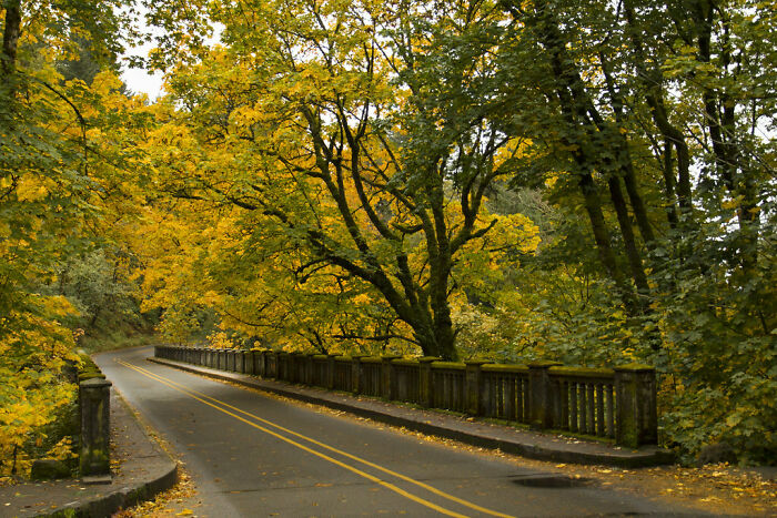 Picture of historic Columbia river Highway with trees