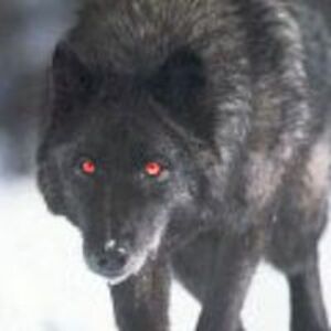 playingwmatches avatar