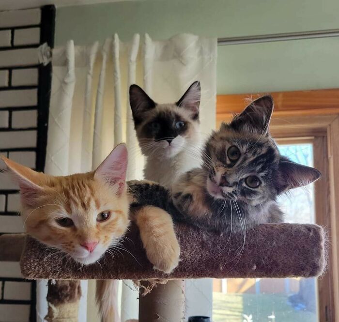 We Decided To Adopt 4-Month-Old Sisters