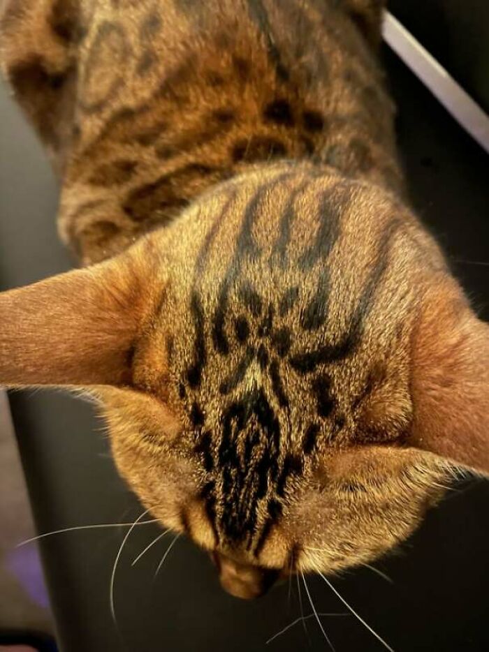 The Pattern On My Cats Head Looks Like Sauron