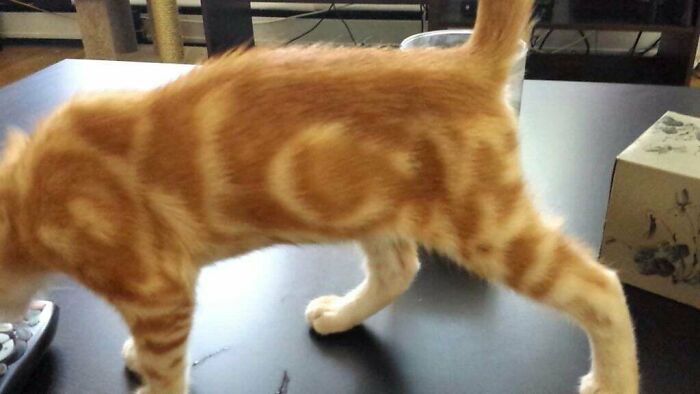 My Cats Fur Pattern Says "Love"