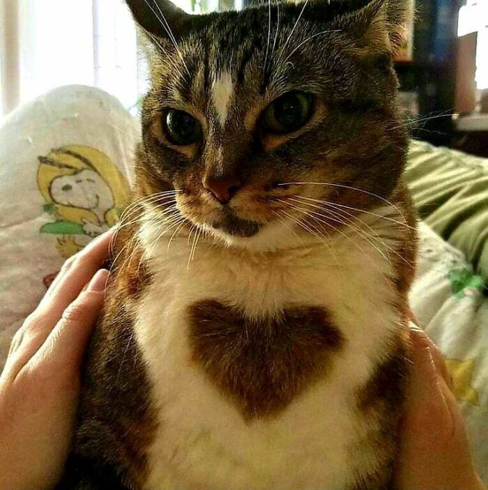 Just A Cat With A Heart Shape On Her Fur