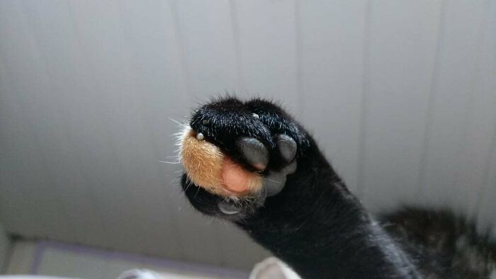 My Cat's Jelly Bean Toes Match The Colour Of Her Fur