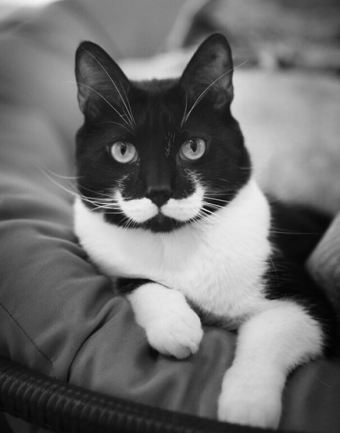 What A Perfect Moustache!