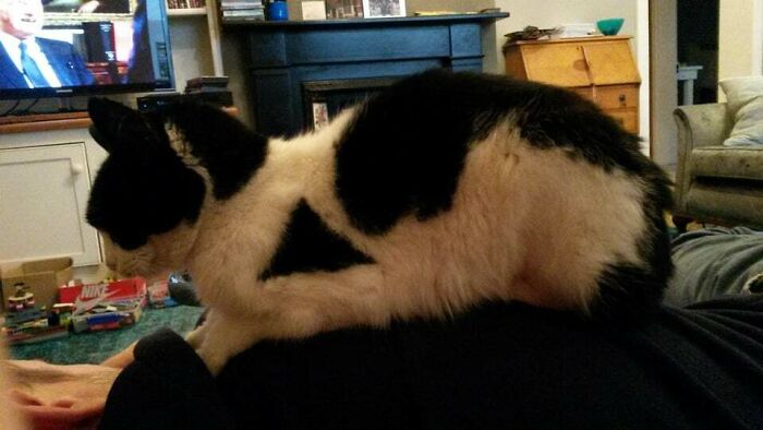 Lily Has A Triangle On Her Shoulder