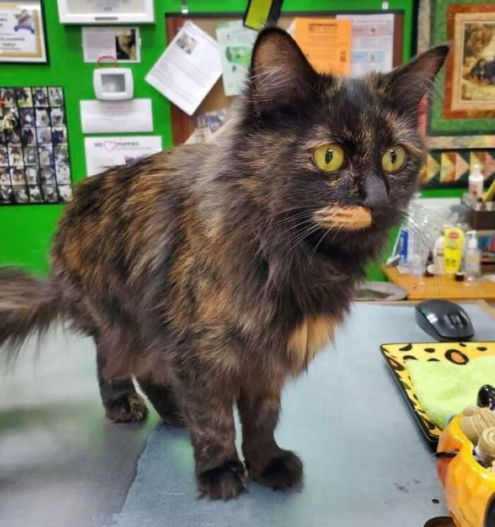 Cat Looks Like It Has A Cheeto Puff For A Lip