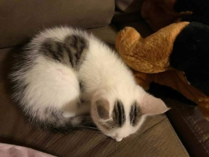 This Cat That Curls Up Just Right To Make A Heart