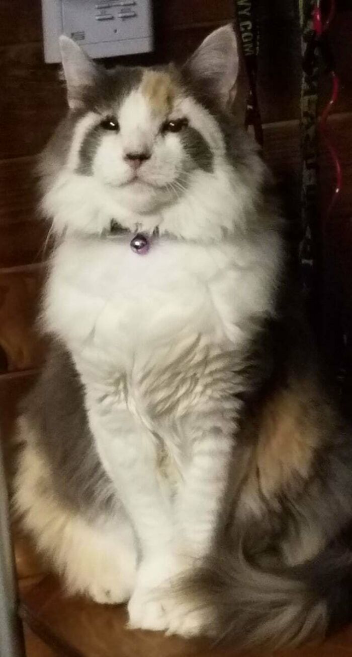 Looks Like Some Dolphins Jumping Over It's Eyes 