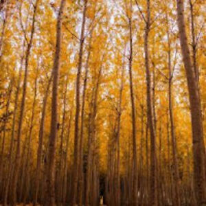 tayyanacmurnovska avatar