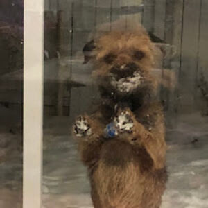 rosemaryshannon avatar