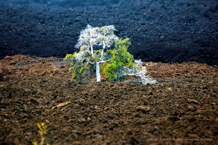 Hawaii Big Island – Tree Of Life – Should We Use A.i. Or Stay With Traditional Photo Editing Methods? Hawaii Big Island – Tree Of Life – Should We Use A.i. Or Stay With Traditional Photo Editing Methods?