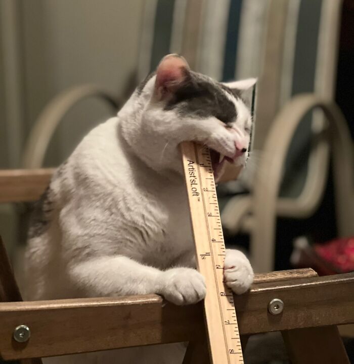 Just Rescued An Adult Cat. Is This Behavior Normal For Ex-Street Cats? He Loves Sticks, Rods, Poles, Rulers, And Anything Long And Straight. I Love Him And All Of His Weirdness