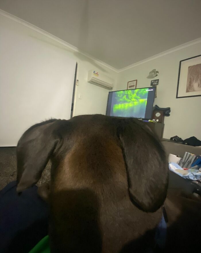 My Dog Watching And Liking The Sound Of Bob Ross