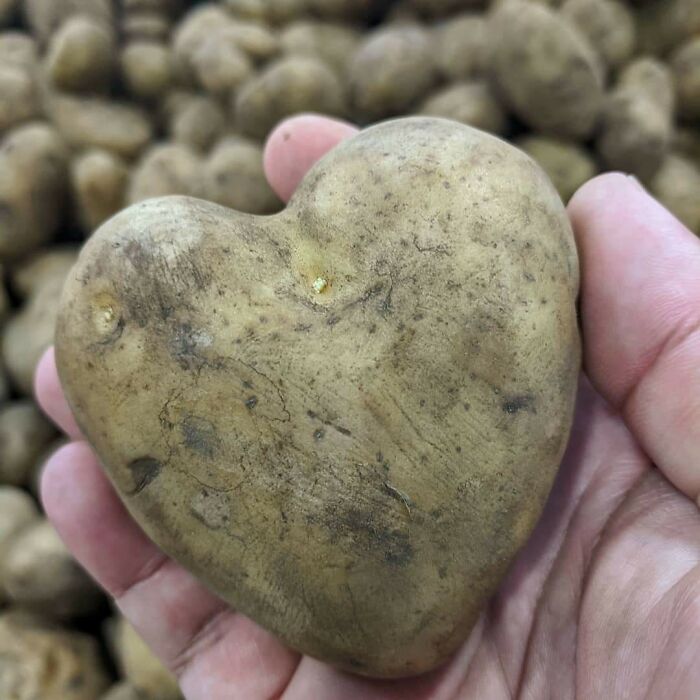 My Cousin Found This Adorable Heart Shaped Potato
