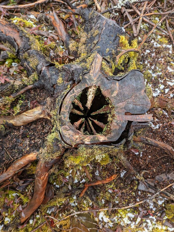 This Stump I Came Across That Looks Like A Wooden Sarlacc