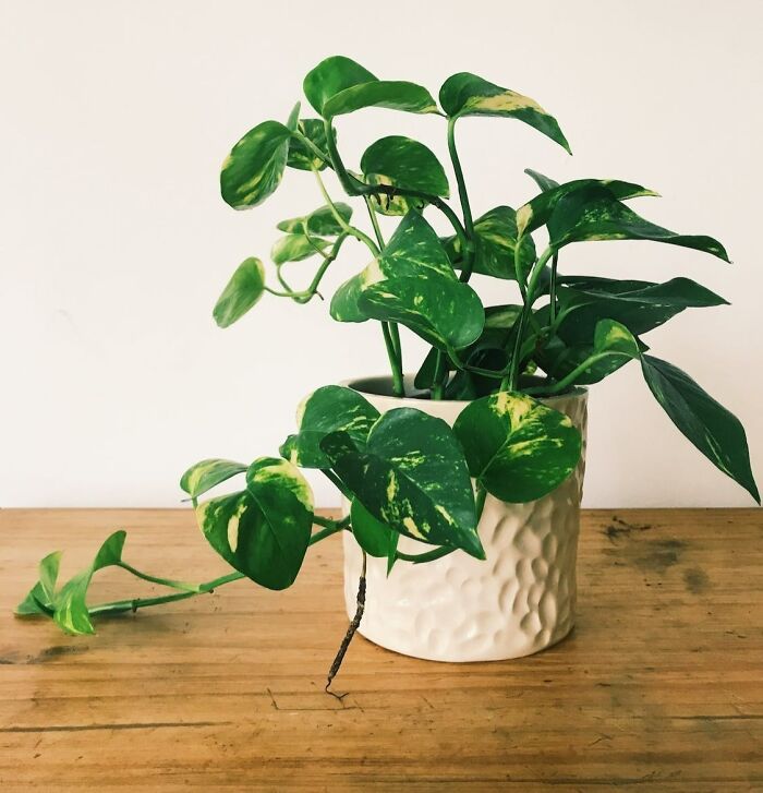 They Can Keep Houseplants Alive