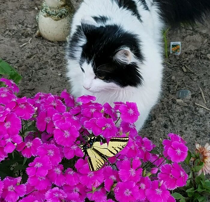 Cat looking at a butterfly