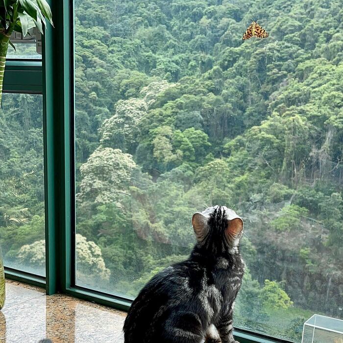 A cat looking at a butterfly through the window