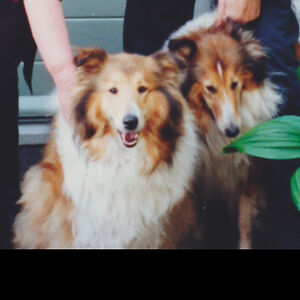 omehenkappelboom avatar