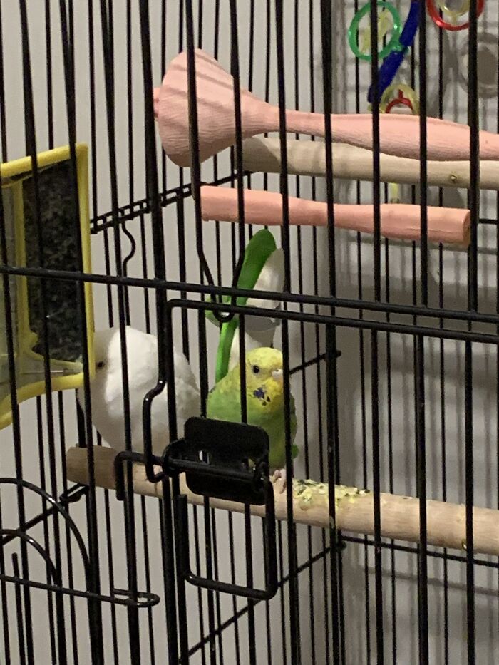 My New Bird Snuggling With My Other Parakeet. The New One It The Green One. Their Name Is Thistle
