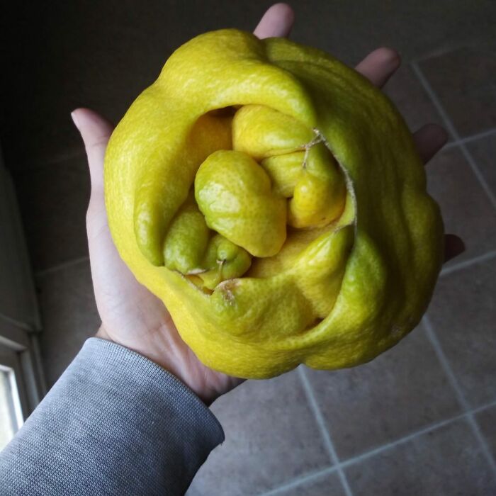 Weird-Food-With-Threatening-Auras-Pics