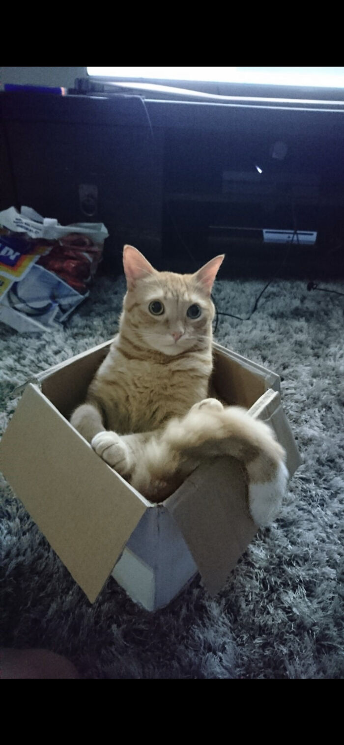 I Guess It Is Normal For Cats To Like Boxes But Is It Normal For A Cat To Only Get In One When Visitors Come Around And Stare At Yo Most Of The Time Your There