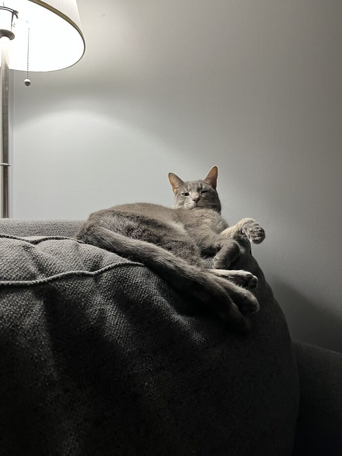 This Adorable Ball Of Fluff Was Very Underweight When We Adopted Him!