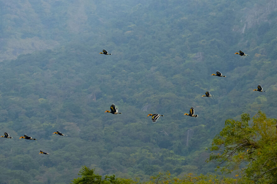 I Took Unique Photos Of Great Hornbills In India (8 Pics)