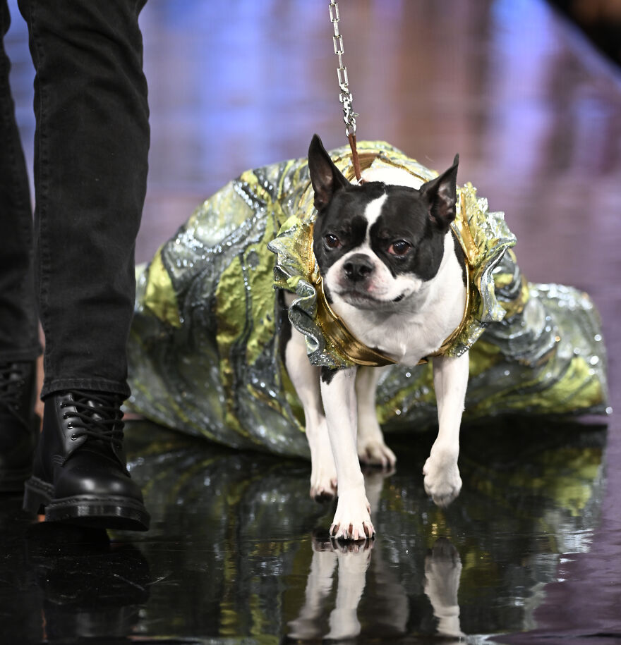 Stylish Pets Take Over New York Fashion Week Stylish Pets Take Over New York Fashion Week