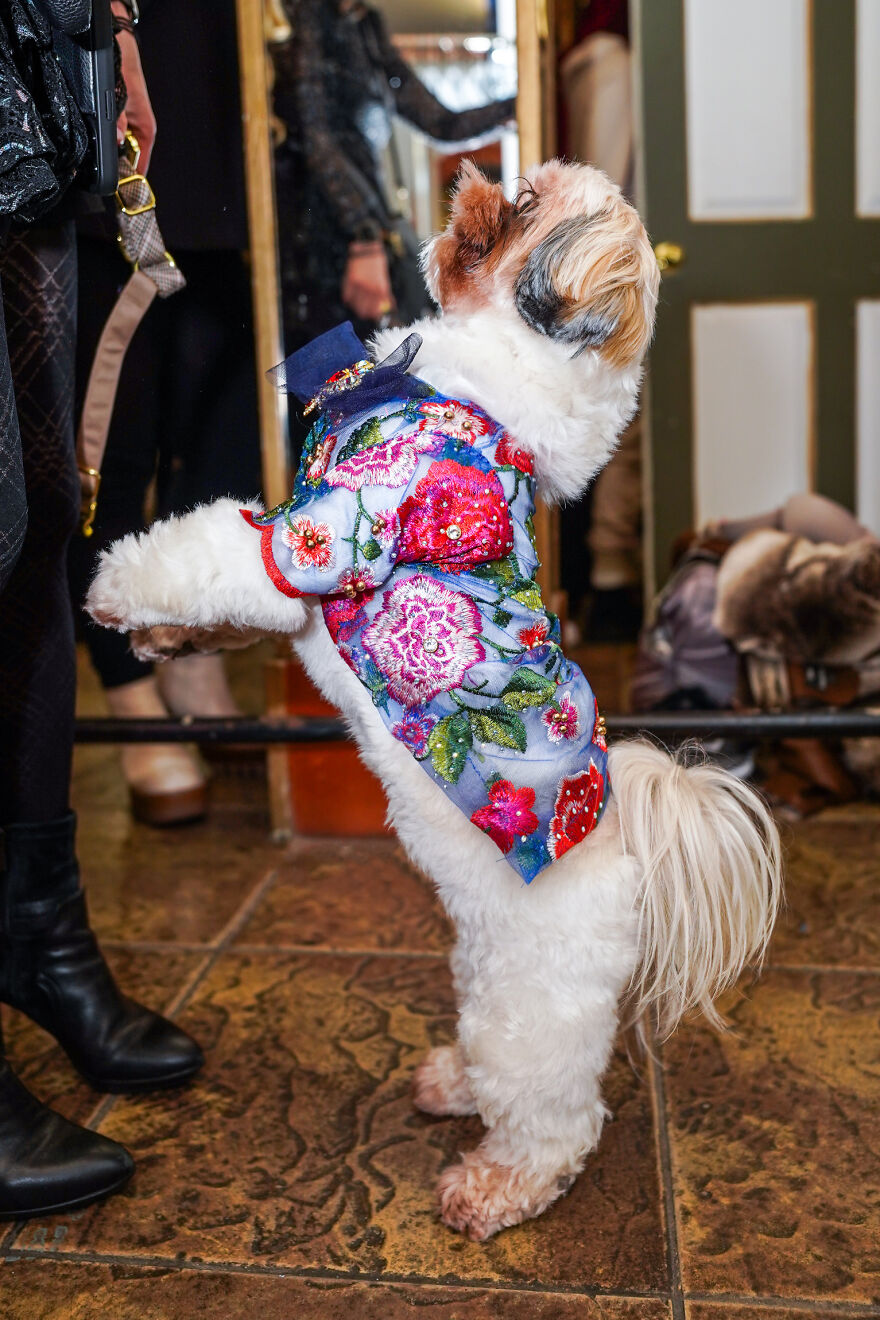 Stylish Pets Take Over New York Fashion Week Stylish Pets Take Over New York Fashion Week