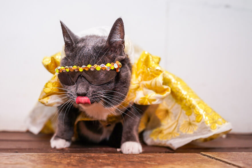Stylish Pets Take Over New York Fashion Week Stylish Pets Take Over New York Fashion Week