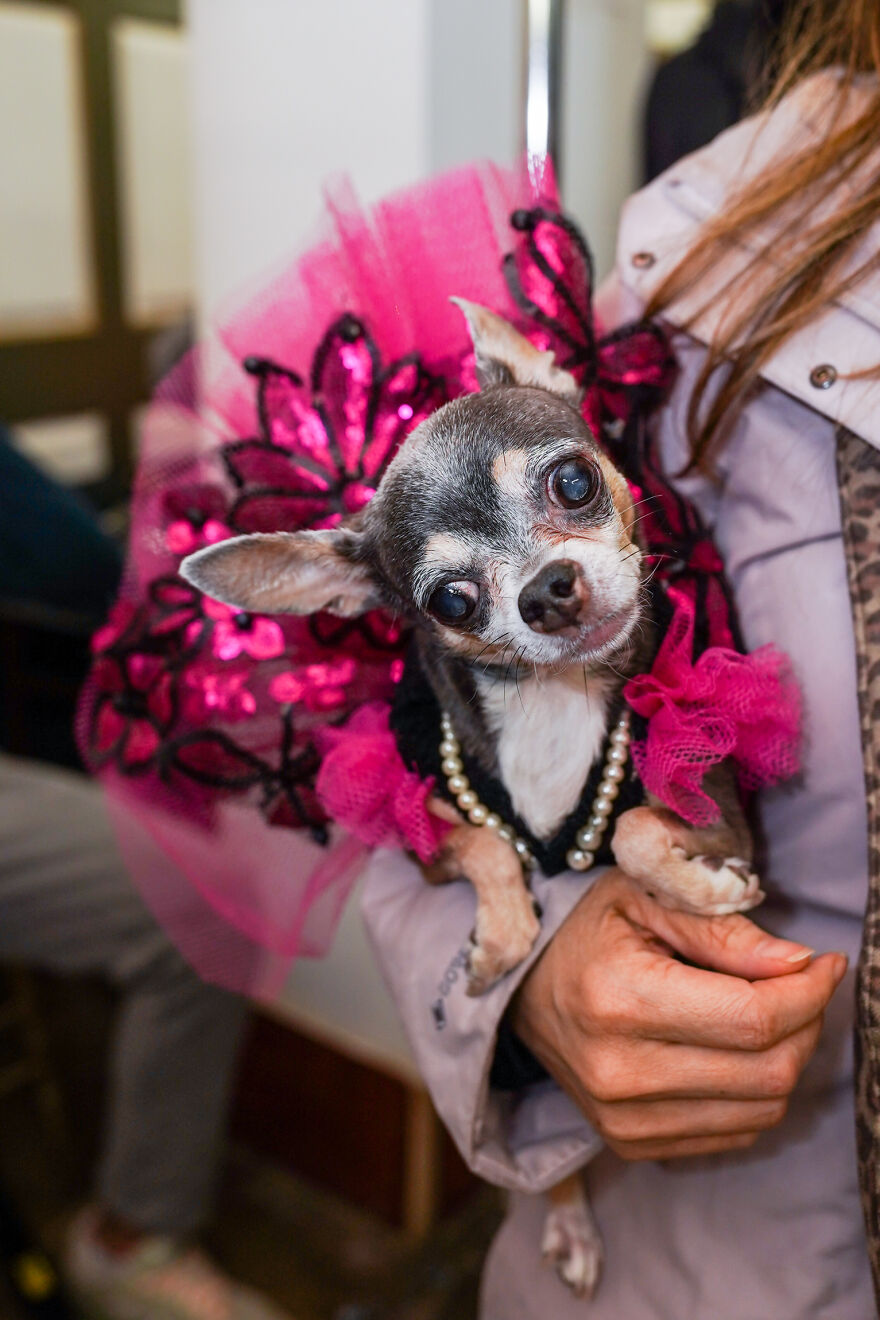 Stylish Pets Take Over New York Fashion Week Stylish Pets Take Over New York Fashion Week