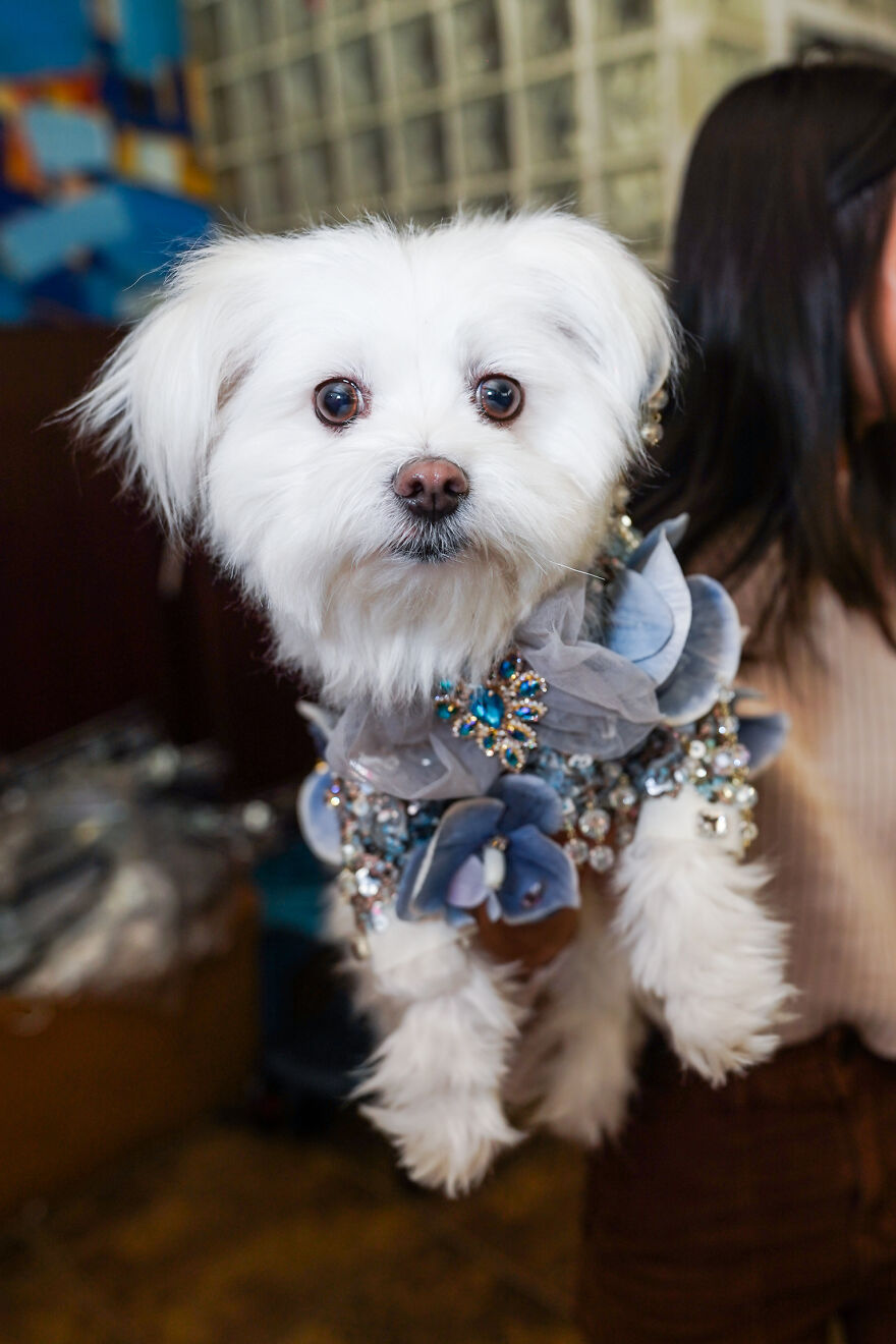 Stylish Pets Take Over New York Fashion Week Stylish Pets Take Over New York Fashion Week