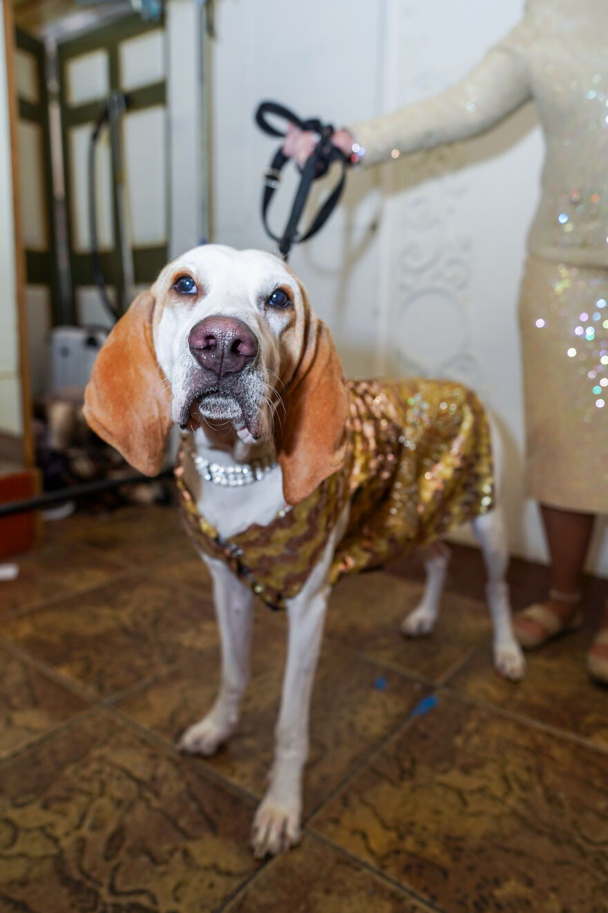 Stylish Pets Take Over New York Fashion Week Stylish Pets Take Over New York Fashion Week