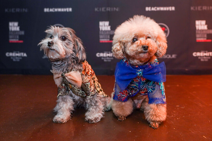 Stylish Pets Take Over New York Fashion Week Stylish Pets Take Over New York Fashion Week