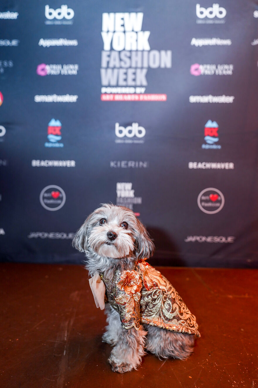 Stylish Pets Take Over New York Fashion Week Stylish Pets Take Over New York Fashion Week