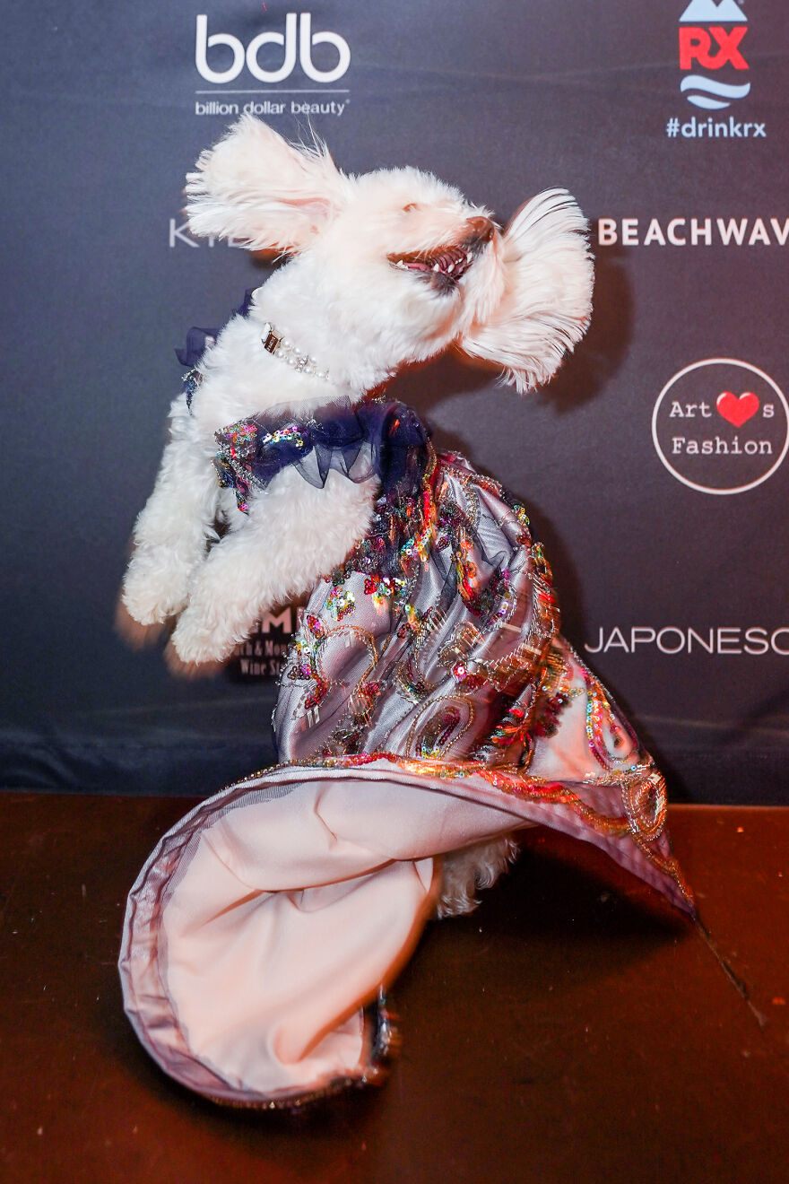 Stylish Pets Take Over New York Fashion Week Stylish Pets Take Over New York Fashion Week