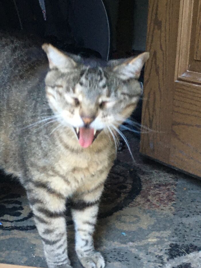 Blah! I Won’t Eat This