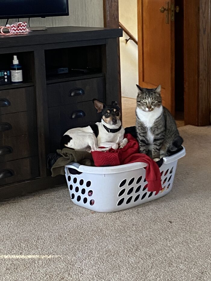 My Pets In A Basket