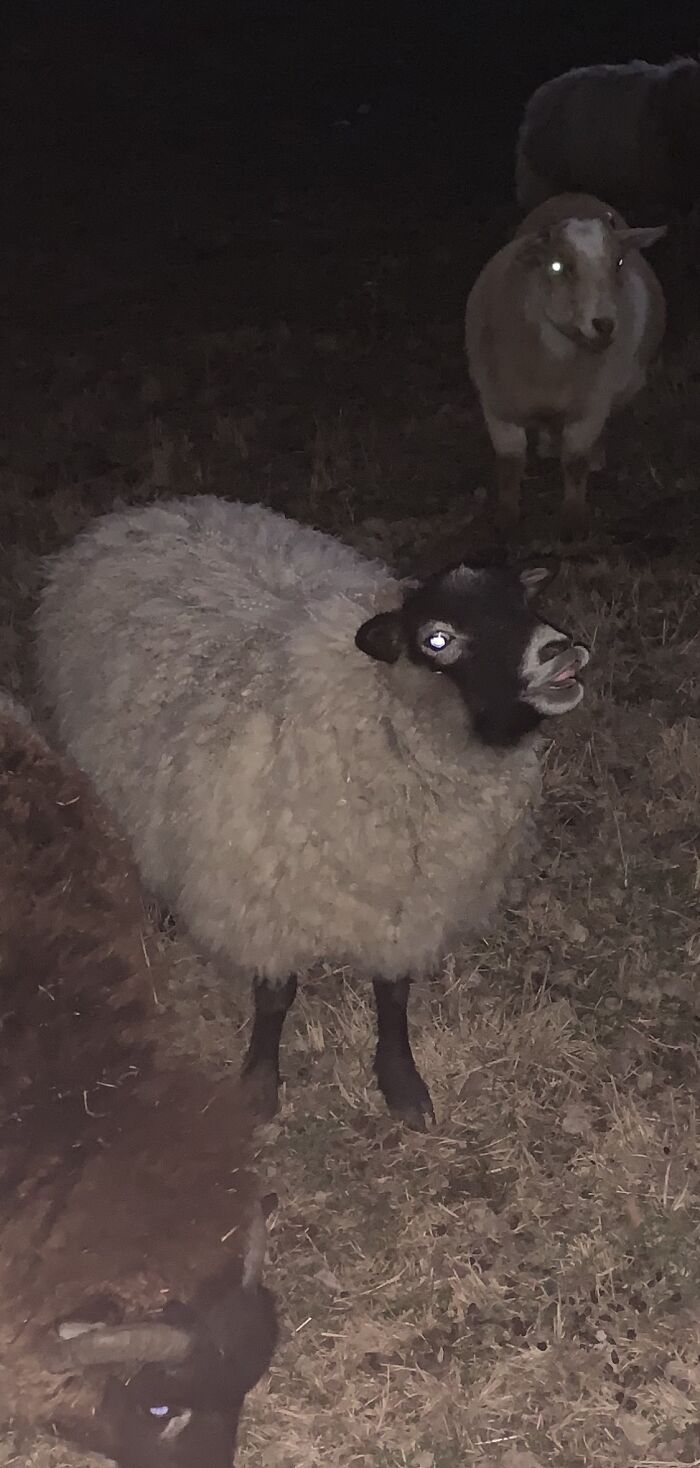 My Creepy Sheep Being A Derp Because My Best Friend Hates It