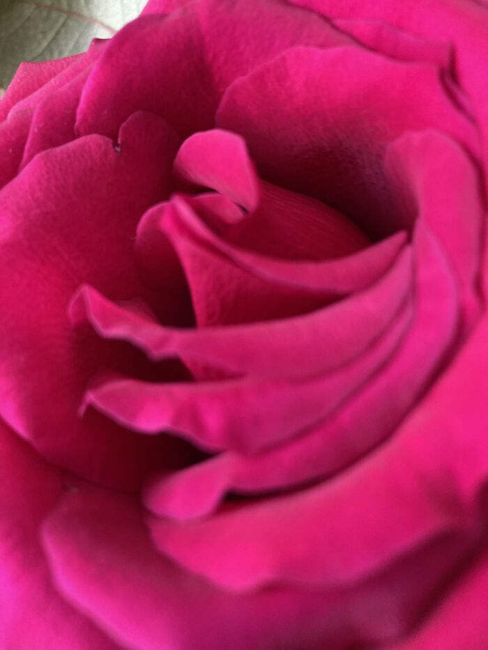 This Picture Of A Rose I Took