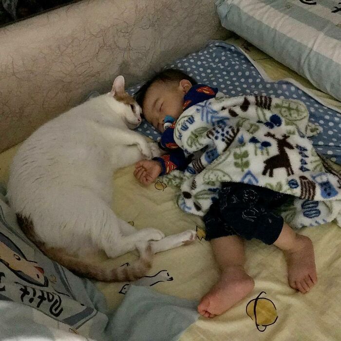 Cat Babysitter