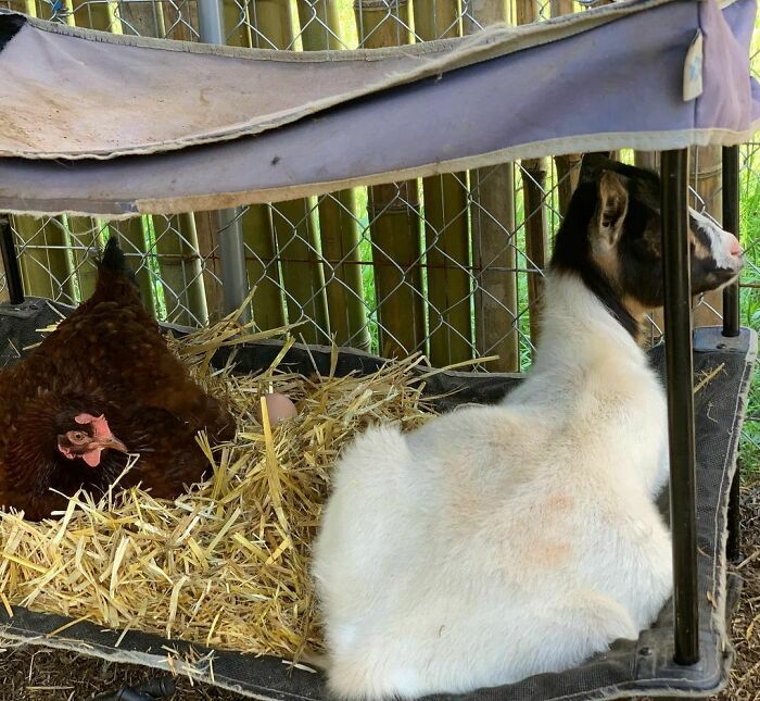 Ok Seriously Lyanna, You Are Not A Chicken. Please Leave The Broody Alone So She Can Hatch Her Eggs In Peace