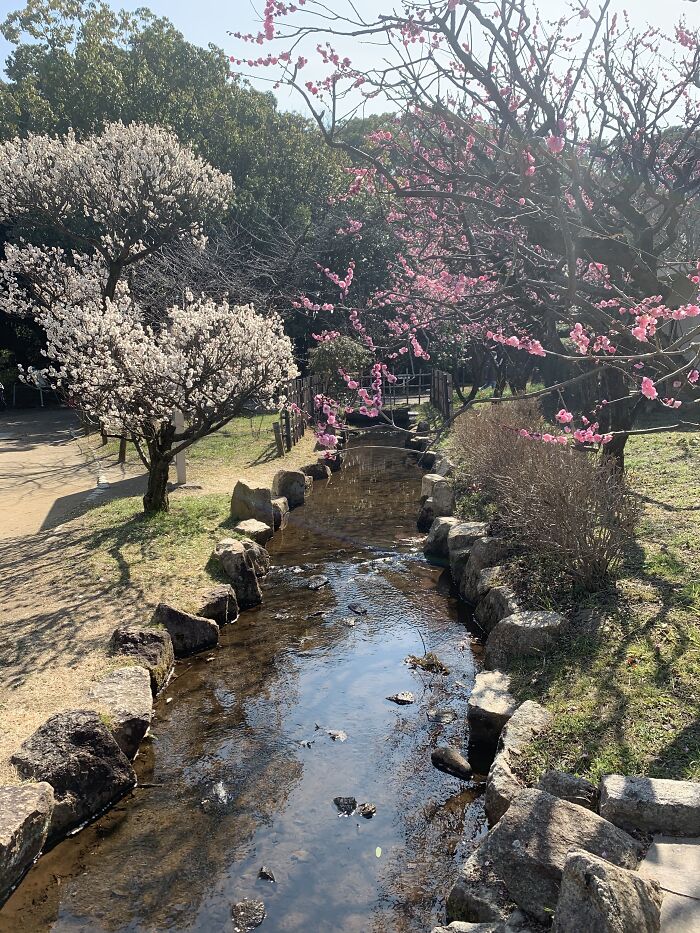 Japan, Sunny But Cold