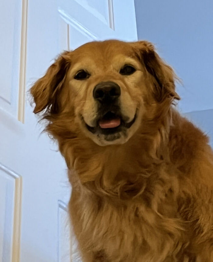 Rosie After Stealing My Breakfast When I Went To Grab My Water