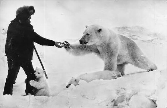 1976. El explorador soviético Nikolai Machulyak alimenta a una osa polar y a sus oseznos con leche condensada y carne, cerca del cabo Schmidt, en la costa del mar de Chukchi