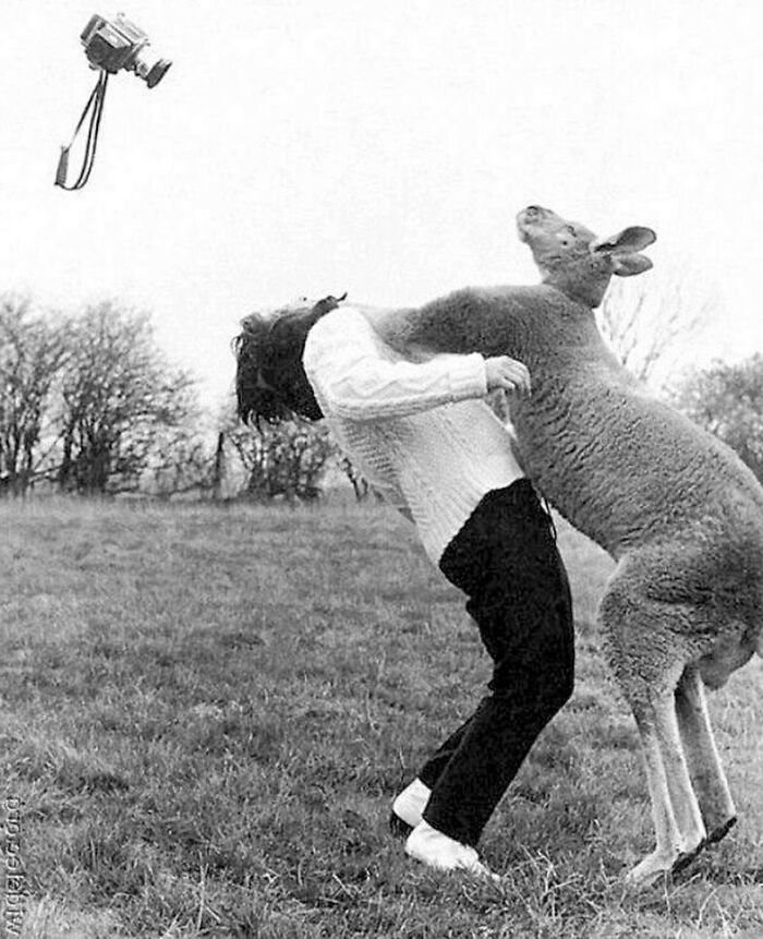 1967. Un canguro golpea a un fotógrafo por intentar fotografiarle, Inglaterra. Foto de Voller Ernst