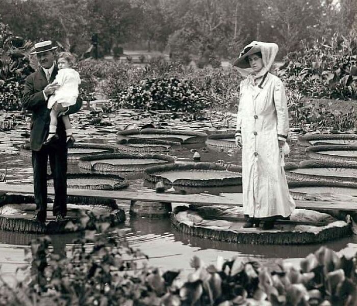Water Lilies In Tower Grove Park, St Louis, Missouri C 1901